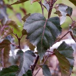 Royal Frost® Birch Tree -Lanscapes Store Royal Frost Birch 2 FGT