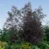 Royal Frost® Birch Tree -Lanscapes Store Royal Frost Birch FGT 600x600 85f9d1e8 5ce1 44e0 9763 373ec09b9b60