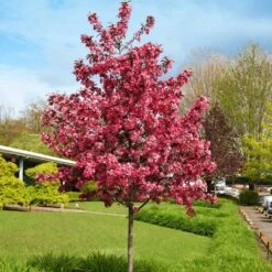 Royal Raindrops® Crabapple Tree -Lanscapes Store Royal Raindrops Crabapple 1