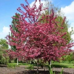 Royal Raindrops® Crabapple Tree -Lanscapes Store Royal Raindrops Crabapple 2