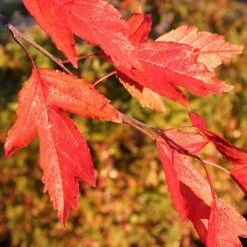 Royal Raindrops® Crabapple Tree -Lanscapes Store Royal Raindrops Crabapple 4