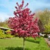 Royal Raindrops® Crabapple Tree -Lanscapes Store Royal Raindrops Crabapple 600x600 d2fb66a7 8df8 4a13 9378 65bf4b5229e8