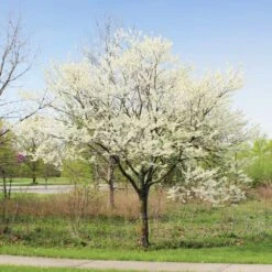Royal White Redbud Tree 9 Royal White Redbud Tree -Lanscapes Store Royal White Redbud 1