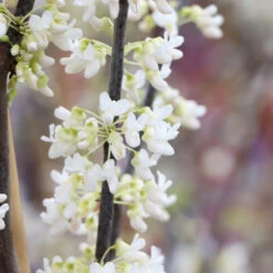Royal White Redbud Tree 11 Royal White Redbud Tree -Lanscapes Store Royal White Redbud 5 FGT