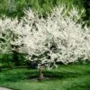 Royal White Redbud Tree -Lanscapes Store Royal White Redbud 600x600 ccd5de23 5283 4e40 b2ae 60b520088a5a
