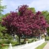 Royalty Crabapple Tree -Lanscapes Store Royalty Crabapple FGT 600x600 d774e7b4 d01c 4958 babc a565dfd4fbc1