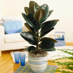 Sunset Hues House Plant Kit -Lanscapes Store Rubber Tree BB 9853f49f 6d2e 4e25 8d11 6abd2adf323a