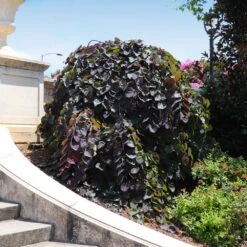 Ruby Falls Redbud Tree -Lanscapes Store Ruby Falls Redbud 8