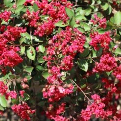 Ruby Prince™ Emerald Empire® Crape Myrtle Tree -Lanscapes Store Ruby Prince Crape Myrtle 1