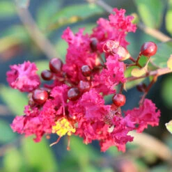 Ruby Prince™ Emerald Empire® Crape Myrtle Tree -Lanscapes Store Ruby Prince Crape Myrtle 3