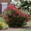 Ruby Prince™ Emerald Empire® Crape Myrtle Tree -Lanscapes Store Ruby Prince Crape Myrtle 600x600 13ad0d15 815c 4640 a1b0 f727db853f57