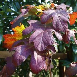 Ruby Slippers Hydrangea Shrub -Lanscapes Store Ruby Slippers Hydrangea 3
