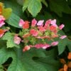 Ruby Slippers Hydrangea Shrub -Lanscapes Store Ruby Slippers Hydrangea 600x600 54daf8be e34c 49ec b8e9 fe136a720aba