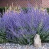 Russian Sage -Lanscapes Store Russian Sage FGT 600x600 023a0d31 7e5f 4c96 acc7 f16146bbb30f