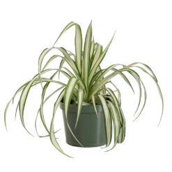 Spider Plant -Lanscapes Store SPI PLA1