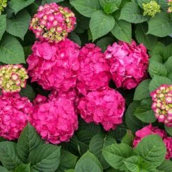 Endless Summer® Summer Crush® Hydrangea -Lanscapes Store SUmmer Crush Endless SUmmer Hydrangea 11 FGT