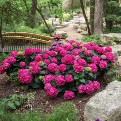 Endless Summer® Summer Crush® Hydrangea -Lanscapes Store SUmmer Crush Endless SUmmer Hydrangea 3 FGYT