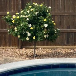 Sunny Knock Out® Rose Tree 8 Sunny Knock Out® Rose Tree -Lanscapes Store SUnny knockout Rose Tree 3