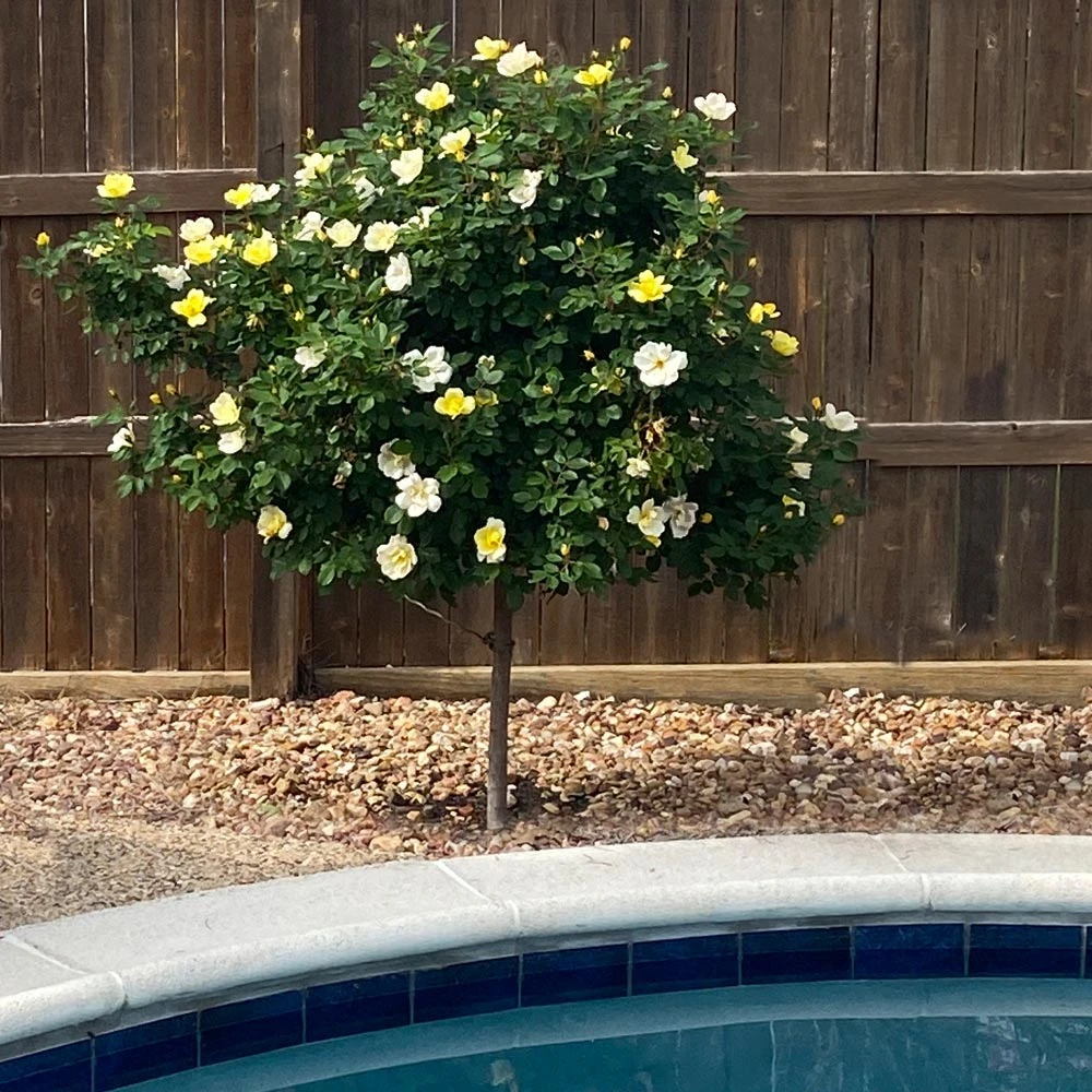 Sunny Knock Out® Rose Tree 5 Sunny Knock Out® Rose Tree - Image 3