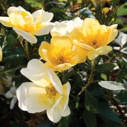Sunny Knock Out® Rose Tree 9 Sunny Knock Out® Rose Tree -Lanscapes Store SUnny knockout Rose Tree 4 FGT