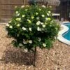 Sunny Knock Out® Rose Tree -Lanscapes Store SUnny knockout Rose Tree FGT 600x600 e7cea815 3cdf 4b5d 992e 2a43e91401b3