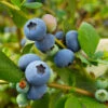 Sunshine Blue Blueberry Bush -Lanscapes Store SUnshine BLue Blueberry 600x600 098e1864 ee66 427c 8dcd c9654f9f3607