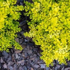 Sunshine Ligustrum Shrub -Lanscapes Store SUnshine Ligustrum 2 FGT