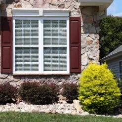 Sunshine Ligustrum Shrub -Lanscapes Store SUnshine Ligustrum 5