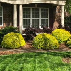 Sunshine Ligustrum Shrub -Lanscapes Store SUnshine Ligustrum 7 e9be5f8f a606 4495 ac32 d8f61b2e15c7