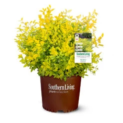 Sunshine Ligustrum Shrub -Lanscapes Store SUnshine Ligustrum 9