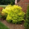 Sunshine Ligustrum Shrub -Lanscapes Store SUnshine Ligustrum FGT 600x600 f0101ae6 a571 46c8 bebd 540fda4bb091