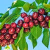Santina™ Cherry Tree -Lanscapes Store Santina Cherry 600x600 caf47b44 ecab 4d2e 9c6e e460add718f8