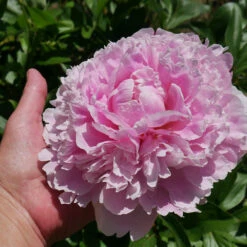 Sarah Bernhardt Peony 9 Sarah Bernhardt Peony -Lanscapes Store Sarah Bernhardt Peony 2