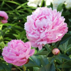 Sarah Bernhardt Peony 8 Sarah Bernhardt Peony -Lanscapes Store Sarah Bernhardt Peony 5 FGT