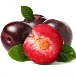 Satsuma Plum Tree 10 Satsuma Plum Tree -Lanscapes Store Satsuma Plum 2