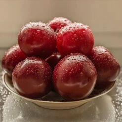 Satsuma Plum Tree 11 Satsuma Plum Tree -Lanscapes Store Satsuma Plum 3