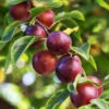 Satsuma Plum Tree -Lanscapes Store Satsuma Plum 600x600 ac1fa119 665e 4703 805a ba2b5c7c1b8d