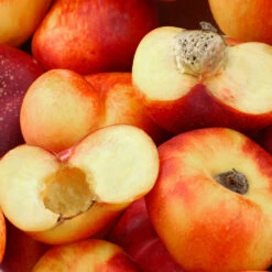 Donut Saturn Peach Tree -Lanscapes Store Saturn Peach Tree 1 c5562afa 6180 4bc9 93b7 f9f53b5d2cd0