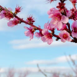 Donut Saturn Peach Tree -Lanscapes Store Saturn Peach Tree 4 19c82b04 5fc8 4f38 9ffb 3e59ae0ee35b