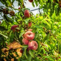 Donut Saturn Peach Tree -Lanscapes Store Saturn Peach Tree 5 21ea4320 798c 41bd 932e b7297febbf6c