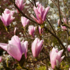 Saucer Magnolia Tree 9 Saucer Magnolia Tree -Lanscapes Store Saucer Magnolia 2 FGT