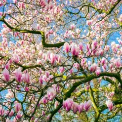 Saucer Magnolia Tree 11 Saucer Magnolia Tree -Lanscapes Store Saucer Magnolia 6