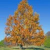 Sawtooth Oak Tree -Lanscapes Store Sawtooth Oak Tree FGT 600x600 74e4d3cc aacc 4698 8c15 b9038cc02f3f