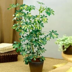 Sunset Hues House Plant Kit -Lanscapes Store Schefflera Trinette 1 8e92dc51 dc29 482e 9d14 119cf31a7b14