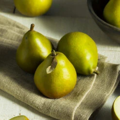 Seckel Pear Tree -Lanscapes Store Seckel Pear 5