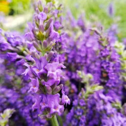 Sensational™ Lavender Plant -Lanscapes Store Sensational Lavender 10