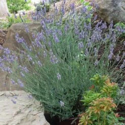 Sensational™ Lavender Plant -Lanscapes Store Sensational Lavender 11