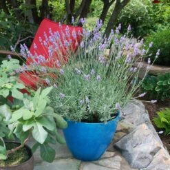 Sensational™ Lavender Plant -Lanscapes Store Sensational Lavender 5