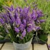 Sensational™ Lavender Plant -Lanscapes Store Sensational Lavender 600x600 5b5ad5ce 84f6 418c 844c 43c327506630