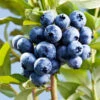 Sharpblue Blueberry Bush -Lanscapes Store Sharpblue Blueberry 600x600 3abc7315 809e 49fc ba9e ba9700ad2e0f